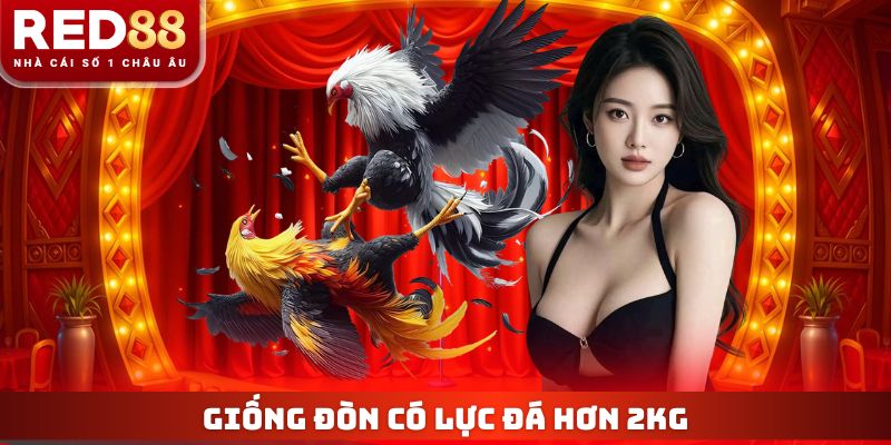 Trực Tiếp Đá Gà RED88 - Xem Live Thomo 4K Không Giật Lag 3 Giống đòn có lực đá hơn 2kg