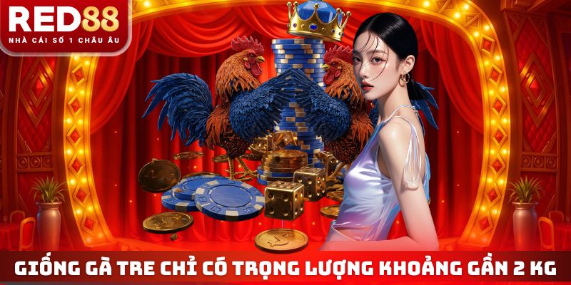 Giống gà tre chỉ có trọng lượng khoảng gần 2 kg