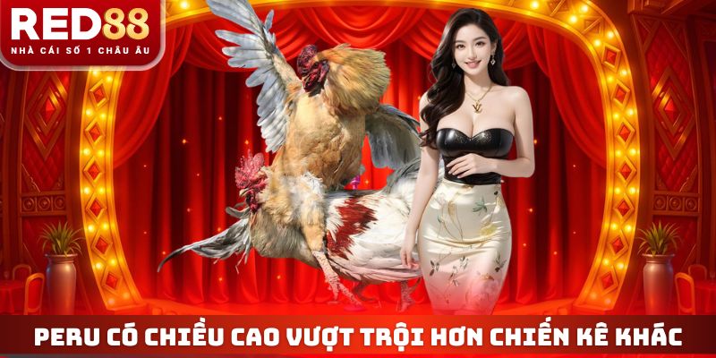 Peru có chiều cao vượt trội hơn chiến kê khác