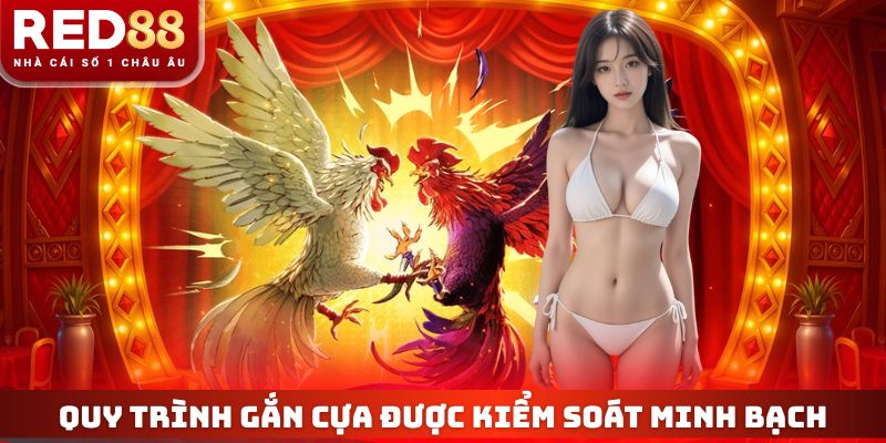 Quy trình gắn cựa được kiểm soát minh bạch