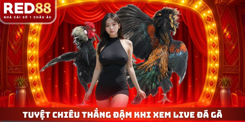 Trực Tiếp Đá Gà RED88 - Xem Live Thomo 4K Không Giật Lag 4 Tuyệt chiêu thắng đậm khi xem live đá gà