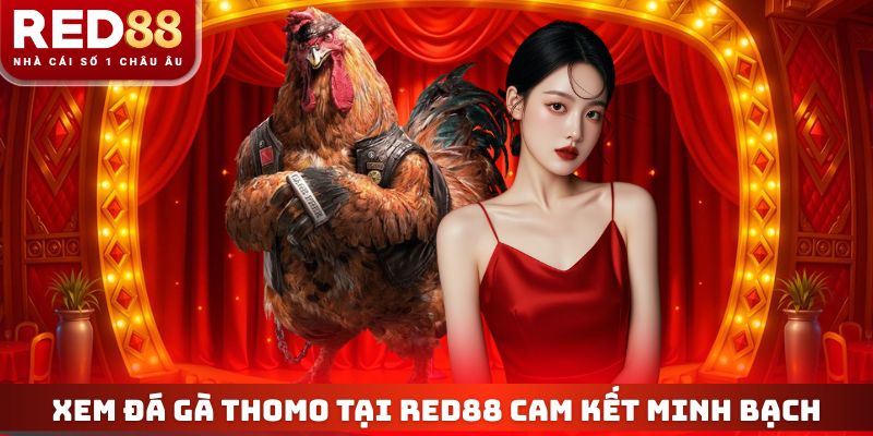 Đá Gà Thomo - Top 3 Trận Đấu Kinh Điển Nhất Dịp Đầu Năm 2 Xem đá gà Thomo tại RED88 cam kết minh bạch