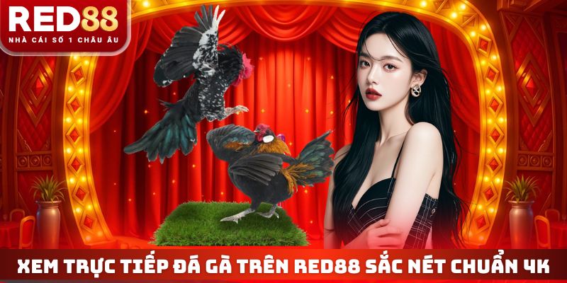 Trực Tiếp Đá Gà RED88 - Xem Live Thomo 4K Không Giật Lag 2 Xem trực tiếp đá gà trên RED88 sắc nét chuẩn 4K